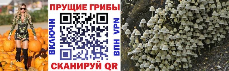 Галлюциногенные грибы Psilocybe Ревда
